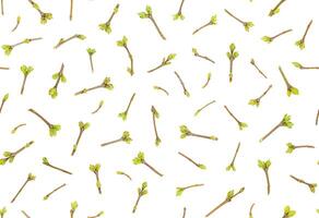 Spring seamless pattern of young twigs with buds photo