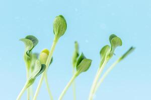 Fresh green sprouts of the plant on blue sky background photo