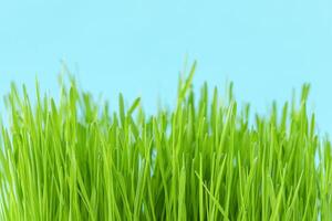 Natural background of green grass and blue sky photo