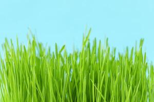 Natural background of green grass and blue sky photo