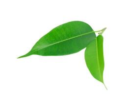 Green leaves of tea tree isolated on white background photo