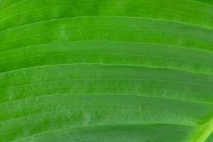 Natural background of green leaf - macro photo