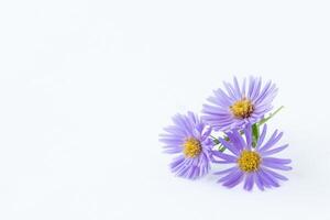 Purple flowers of daisy on lihgt background photo