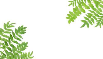 White background with isolated green leaves in corners and copy space in the middle photo