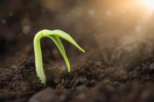 A small plant sprouting out of the soil illuminated by sunlight photo