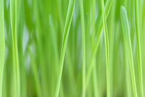 Natural background of green grass photo