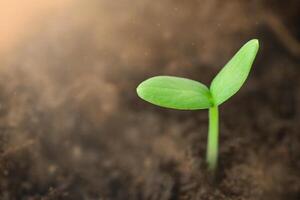 A small green plant sprouting out of the soil illuminated by sunlight photo