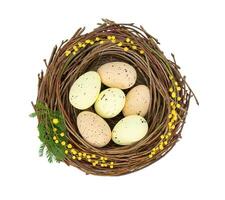 Easter eggs in a nest decorated with mimosa sprigs photo