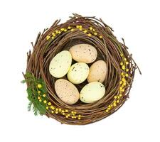 Easter eggs in a nest decorated with mimosa sprigs photo