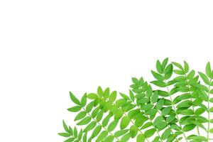 Twigs with green leaves isolated on white background photo