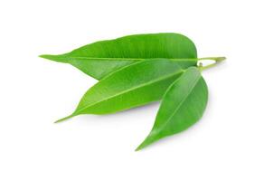 Green leaves of tea tree isolated on white photo