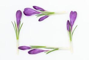 Purple crocus flowers framed on a light background photo