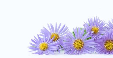 Purple flowers of chrysanthemum on light background photo