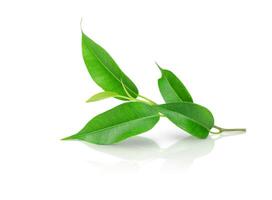 Twig with green leaves isolated on white photo