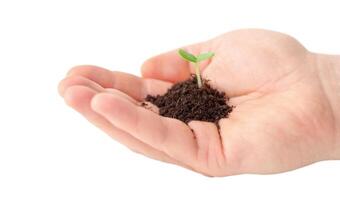 Small seedling in a man's hand isolated on a white background photo