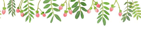 Spring horizontal pattern of green leaves and pink berries on white background photo