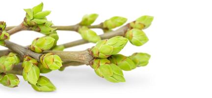 Spring background of fresh young twigs with buds photo