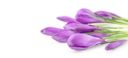 Purple crocus flowers isolated on white background photo