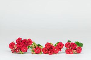 Red flowers of kalanchoe on gray background photo