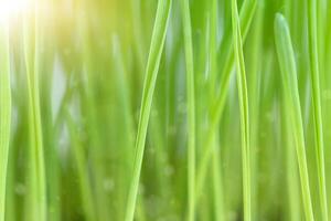 Natural background of green grass photo