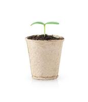 Little green seedling growing in a pot isolated on white background photo