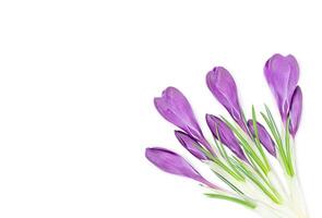 Bouquet of purple crocus flowers in the coner of page isolated on white background photo