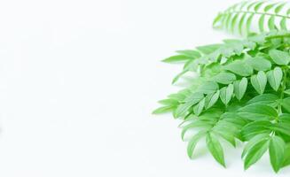 Light background with green foliage in right side photo