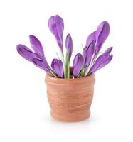 Bouquet of purple crocus flowers in clay brown vase isolated on white background photo