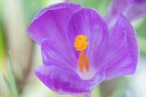 Macro photo of flower