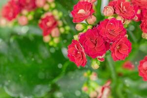 Nature background of red frowers of kalanchoe with green leaves photo
