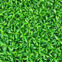 verde frondoso plantas como antecedentes. naturaleza hojas textura foto