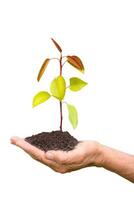 pear tree seedling in farm hands isolated on white background photo