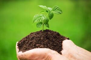 raspberry sprout for planting in the garden in farmer hands photo