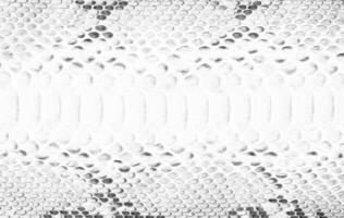 black and white snake skin texture, natural reptile skin background photo