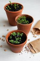 Pots with various vegetables seedlings. photo