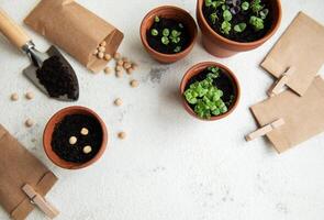 Pots with various vegetables seedlings. photo