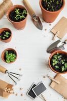 Pots with various vegetables seedlings. photo