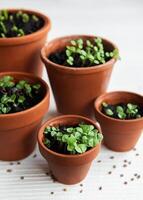 Pots with various vegetables seedlings. photo