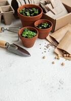 Pots with various vegetables seedlings. photo