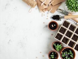 Pots with various vegetables seedlings. photo