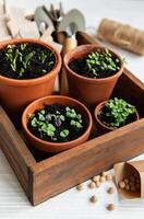 Pots with various vegetables seedlings. photo