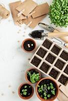 Pots with various vegetables seedlings. photo