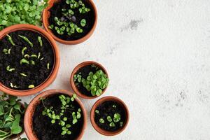 Pots with various vegetables seedlings. photo