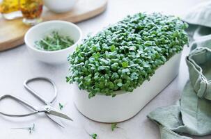 Microgreens of radishes in white pot on white wooden background with scissors. photo