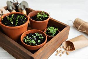 Pots with various vegetables seedlings. photo