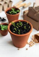 Pots with various vegetables seedlings. photo