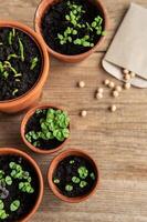 Pots with various vegetables seedlings. photo