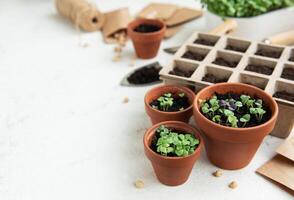 Pots with various vegetables seedlings. photo