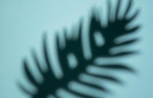 Abstract Shadow of a Tropical Leaf on a Light Blue Background in Soft Focus photo