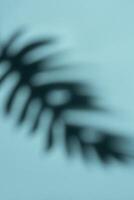 Abstract Shadow of a Tropical Leaf on a Light Blue Background in Soft Focus photo